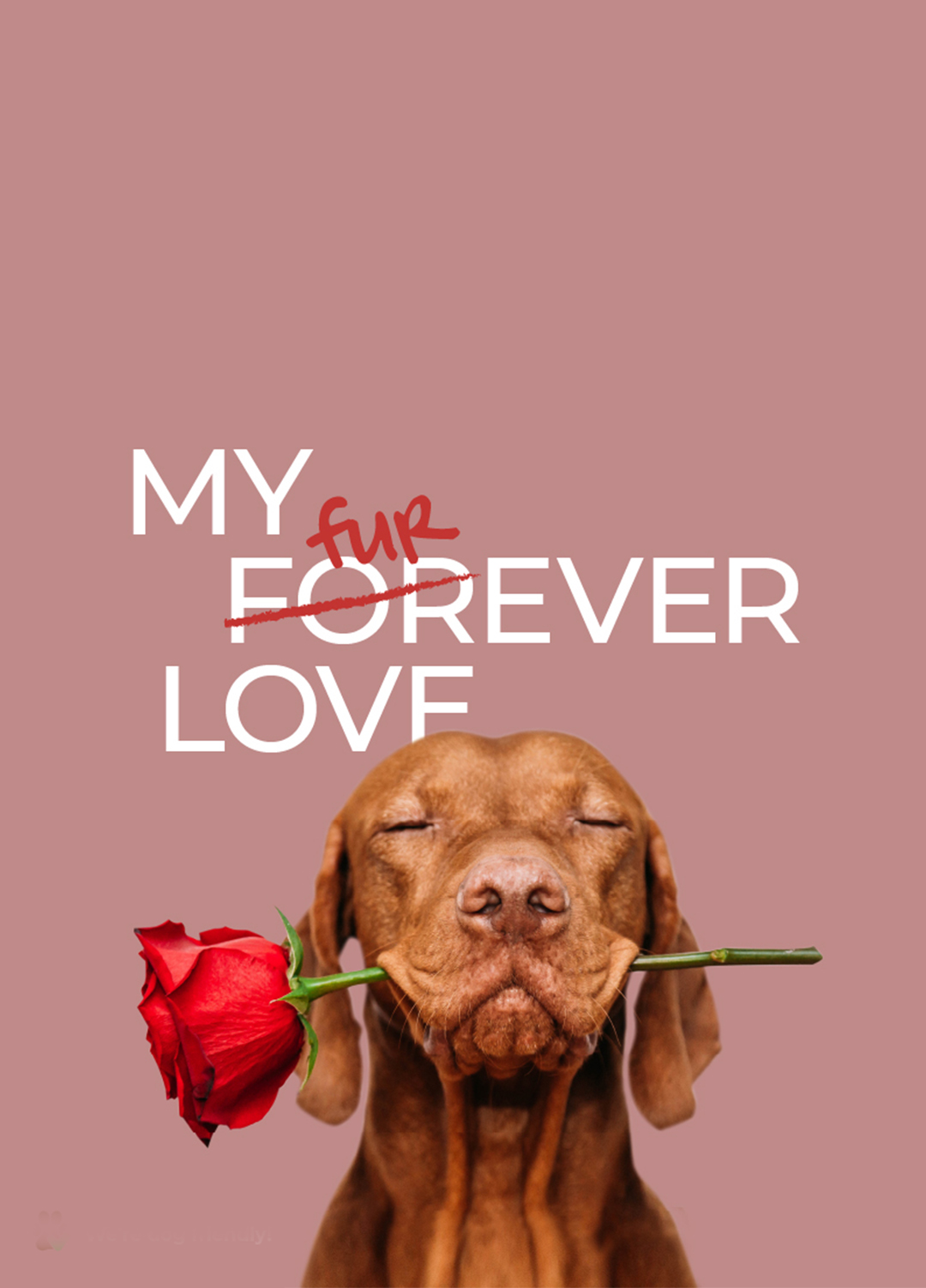 My Furr-ever love - Valentine's CSR Campaign with Regent Arcade