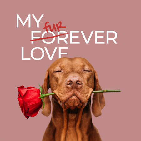 My Furr-ever love - Valentine's CSR Campaign with Regent Arcade